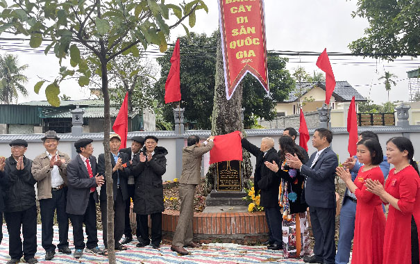 Cây[-]Gạo[-]đầu[-]tiên[-]của[-]huyện[-]Gia[-]Lộc[-]được[-]công[-]nhận[-]Cây[-]Di[-]sản[-]Việt[-]Nam[-]